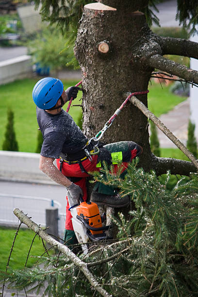 Best Seasonal Cleanup  in USA